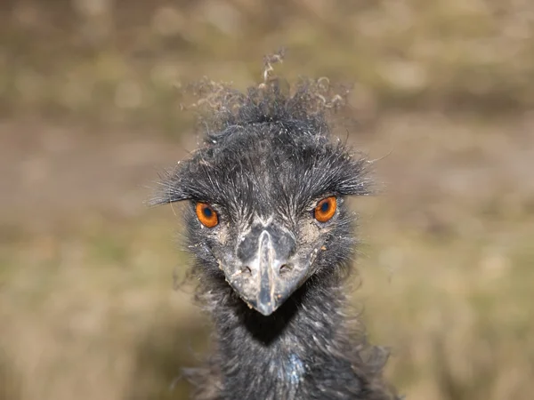 Porträtt av emu fågel — Stockfoto