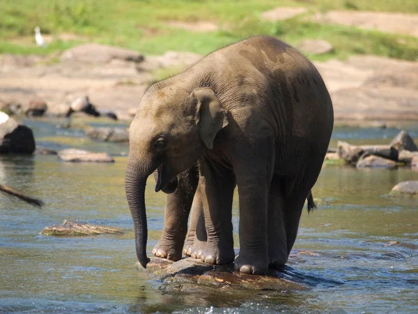 Bebé elefante en el río —  Fotos de Stock