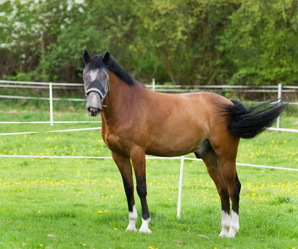体育匹马在草地上 — 图库照片