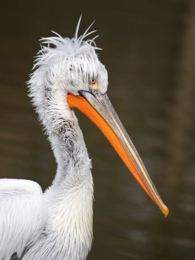 Dalmaçyalı pelican portresi