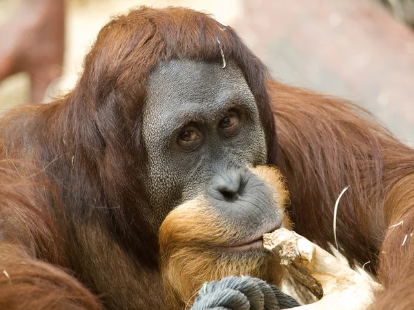 Borneo orangutan