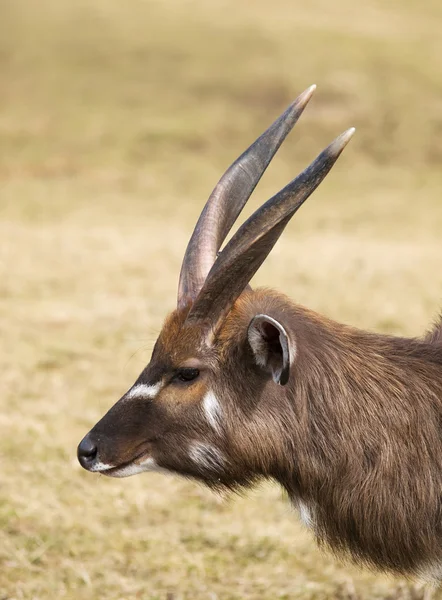 Portrait of nile lechwe — Stock Photo, Image