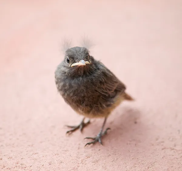 Inbäddat av blackbird — Stockfoto