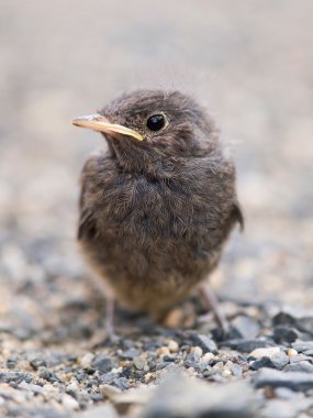 Blackbird yavru