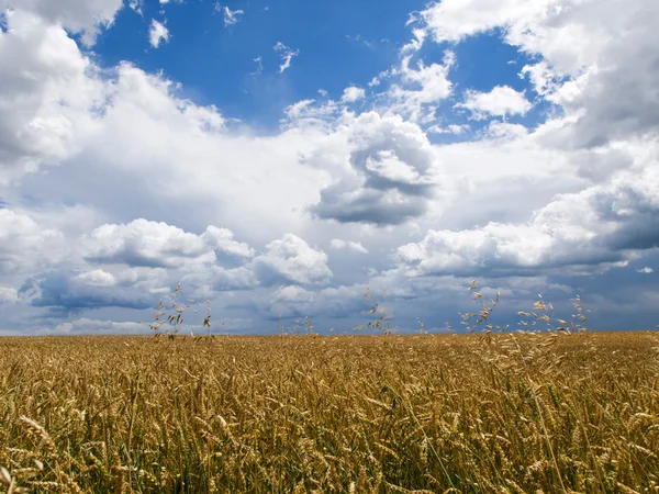 Verão céu nublado e campo de trigo — Fotografia de Stock