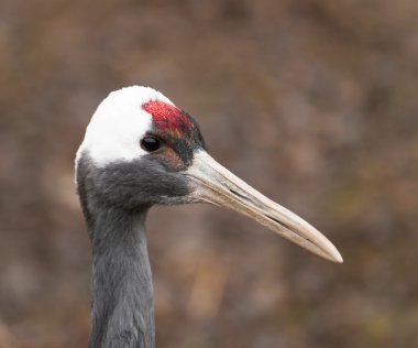Japon vinç - grus japonensis başkanı