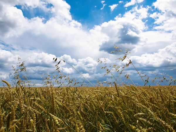 Sumer vete fält och sky — Stockfoto