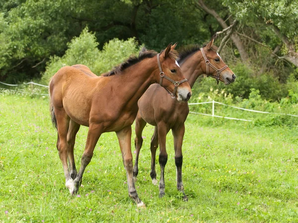 Jonge veulens op de weide — Stockfoto