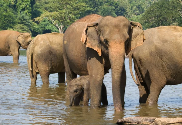 Troupeau d'éléphants dans la rivière — Photo