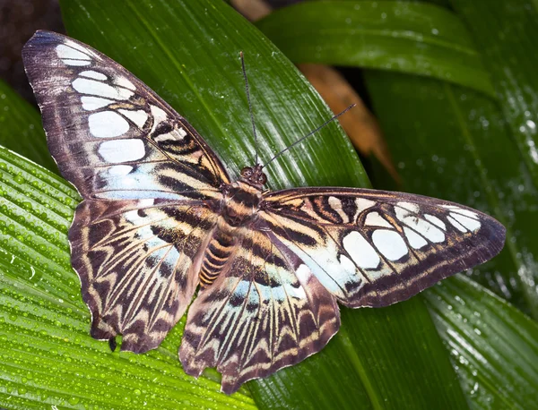 Rei andorinha borboleta — Fotografia de Stock