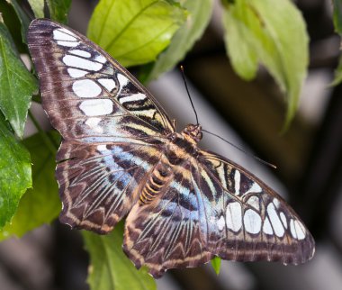 Kral Swallowtail