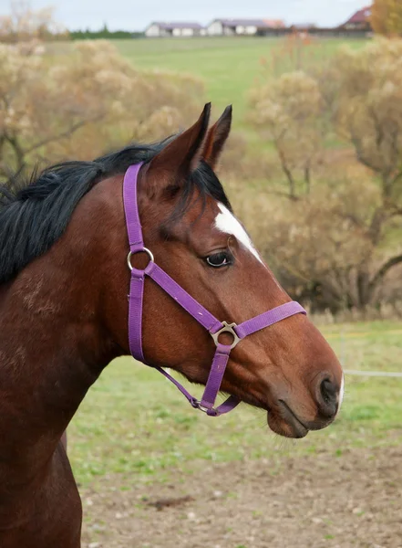 Portrait of young sport horse — Stock Photo, Image