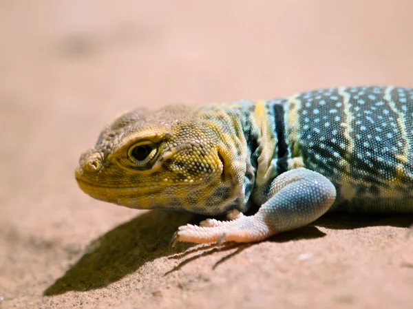 Kaliforniska baja rock lizzard — Stockfoto