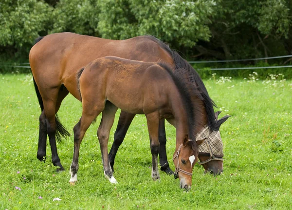 Mare and foal on pasture — Stock Photo, Image