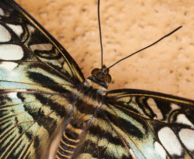 Kral Swallowtail