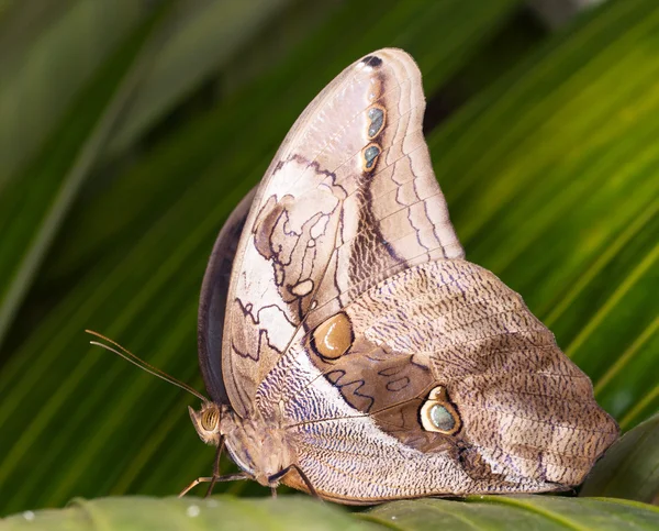 Farfalla di gufo — Foto Stock