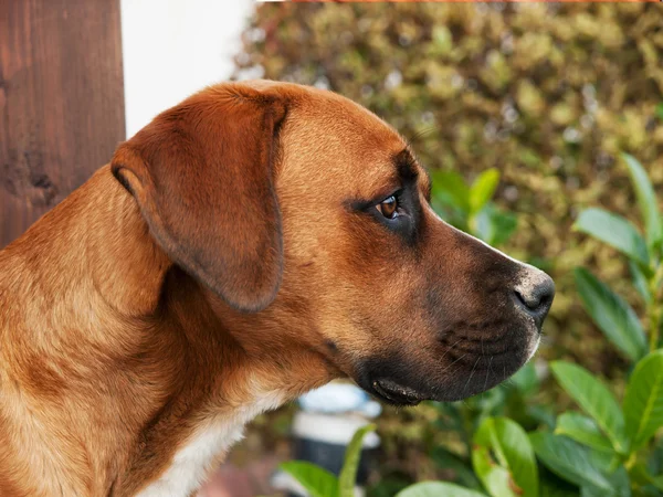 Wachsamer Hund — Stockfoto