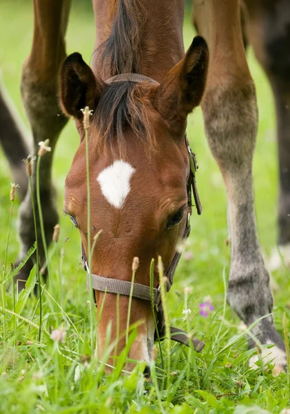 Detail of grazing horse — Stock Photo, Image