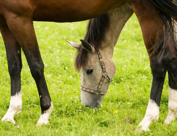 Cavallo al pascolo sul prato — Foto Stock