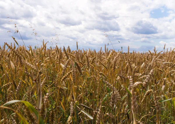 Сохнувшая пшеница на поле — стоковое фото