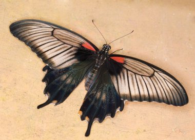 Swallowtail kelebek - papilio anchisiades