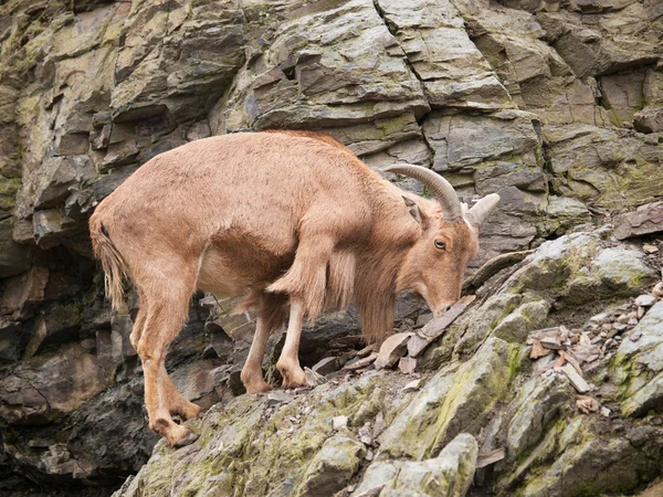 Barbary sheep on rock — Stock Photo, Image