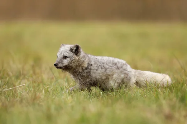 北極フォックス Vulpesラグーン 自然の生息地でのかわいい動物の肖像画 草の牧草地 草の中の極狐 — ストック写真