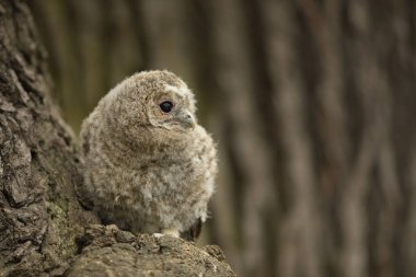 Tawny Baykuş - Strix aluco - yuvadan yeni çıkmış bir çocuk. Çek Cumhuriyeti