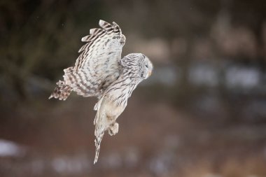 Kışın baykuş portresi, kış ormanında Ural baykuş. Strix uralensis. Ural baykuşlu kış sahnesi. Doğadan vahşi yaşam sahnesi.