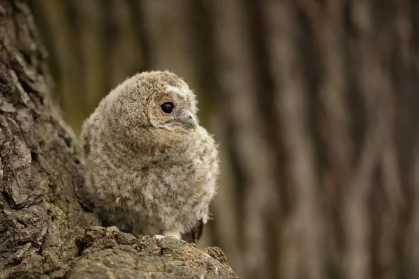 Tawny Coruja Strix Aluco Juvenil Apenas Fora Ninho República Checa — Fotografia de Stock