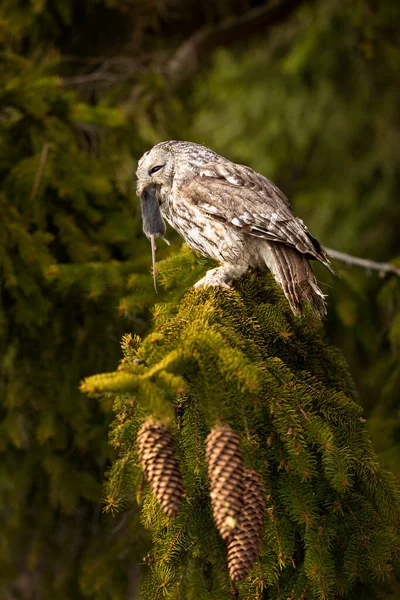 Ormanda Gagasında Fare Olan Tawny Baykuşu Kahverengi Baykuş Strix Aluco — Stok fotoğraf