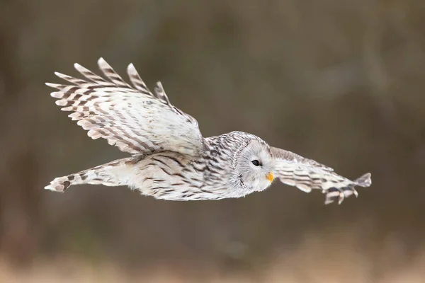 Portret Sowy Zimie Nerwowa Sowa Zimowym Lesie Strix Uralensis Zimowa — Zdjęcie stockowe