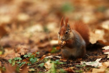 Yerden beslenen sevimli bir Kızıl Sincap Sciurus Vulgaris 'e yaklaş. Çek Cumhuriyeti 'nde bir ormanda çekilmiş. Güzel vahşi yaşam sahnesi