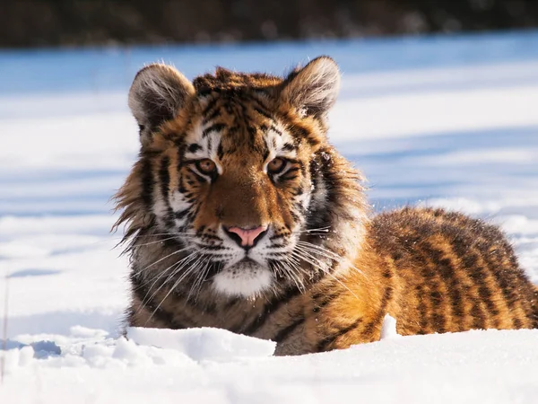 Sibirischer Tiger Panthera Tigris Altaica Wildszene Mit Gefährlichen Tieren Kalter — Stockfoto