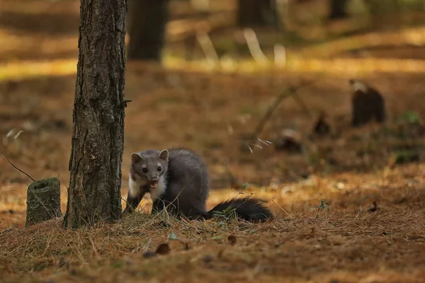 Martora Faggio Piccolo Predatore Opportunista Nell Habitat Naturale Martora Pietra — Foto Stock