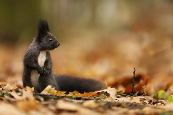 다람쥐는 가지고 있으며 가을의 오렌지색 풍경은 다람쥐 독수리 — 스톡 사진