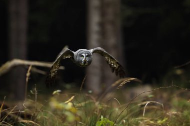 Ormandan baykuşla aksiyon sahnesi. Uçan Büyük Gri Baykuş, Strix Nebulosa. Arka planda karanlık orman