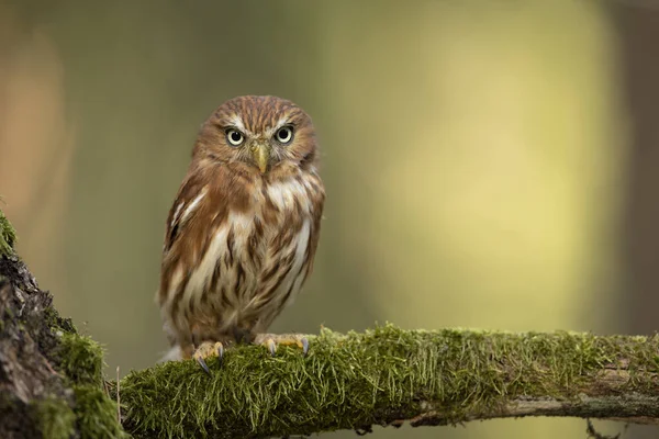 Pygmy Owl Sitting Tree Branch Clear Forest Background Eurasian Tinny — Stock Fotó