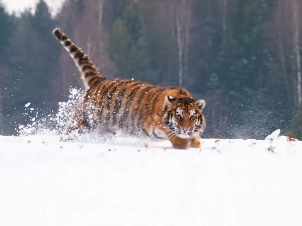 Natuurlijke Scene Met Siberische Tijger Runnig Besneeuwde Taiga Rusland Panthera — Stockfoto
