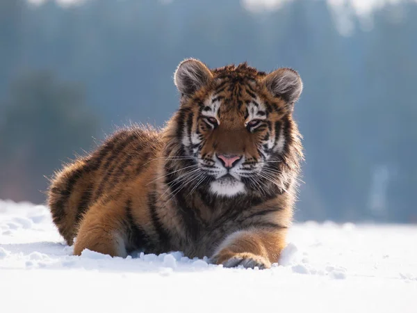Siberian Tiger Panthera Tigris Altaica Wildlife Scene Dangerous Animal Cold — Stock Photo, Image