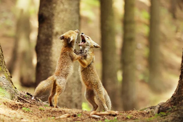 Cubi Volpe Rossa Che Cercano Combattersi Nella Foresta Estiva Vulpes — Foto Stock