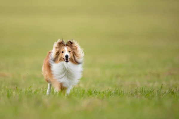 Shetland Sheepdog Shelti Running Green Meadow Summer Day Stock Photo