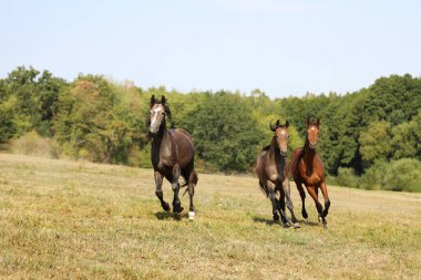 Yaz öğleden sonra çayırda dört nala koşan üç aygır spor için ürer.