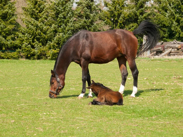 Brown Mare Foal Horses Breed Showjumping Meadow Summer Day — Stock Photo, Image