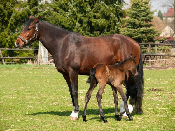 Brown Mare Foal Horses Breed Showjumping Meadow Summer Day — Stock Photo, Image