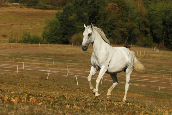 Λευκή Φοράδα Lipizzaner Καλπάζει Βοσκότοπους Στα Τέλη Του Καλοκαιριού Απόγευμα — Φωτογραφία Αρχείου