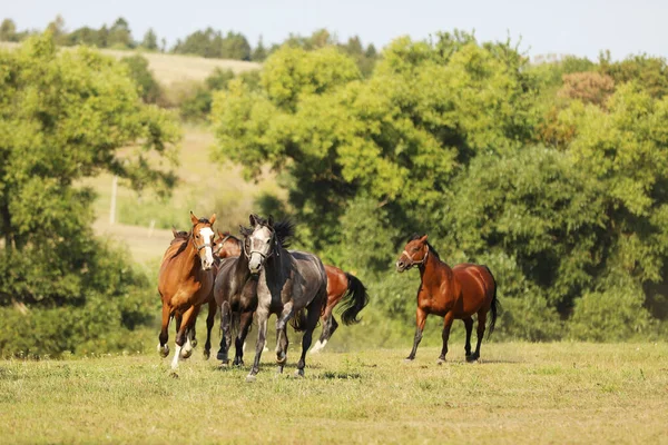 Rebanho Cavalos Esportivos Jovens Galopando Prado Verão Cena Fazenda Cavalos — Fotografia de Stock