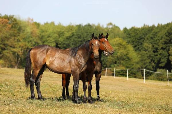 Três Jovens Garanhões Cavalos Desportivos Criação Para Showjumping — Fotografia de Stock