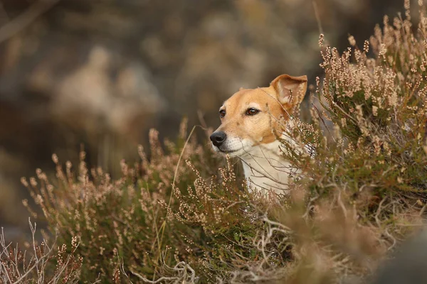 Jack Russell Terrier Sienta Brezo Común Bosque Otoño Jrt Son —  Fotos de Stock