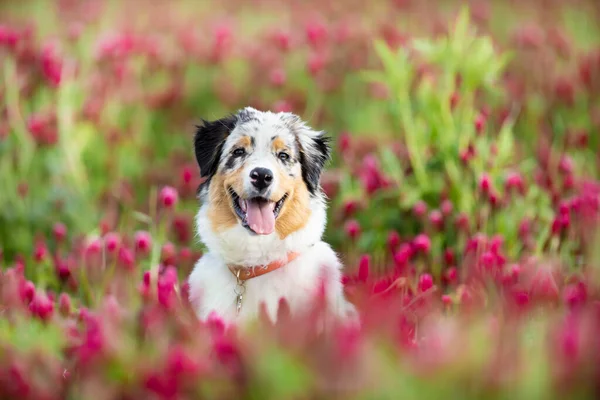 オーストラリアの羊飼いは 米国からの飼育犬の品種です クローバー畑の肖像画犬 ストックフォト